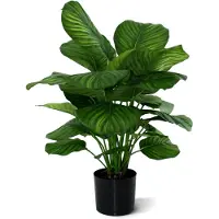 Maxifleur Kunstplanten Calathea Fasciata 80cm