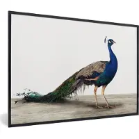 PosterMonkey Poster in fotolijst kind - Pauw - Veren - Vogel - Kinderen - Jongens - Meisjes - Decoratie kinderkamers - 120x80 cm - Slaapkamer decoratie - Poster kinderkamer - Wanddecoratie kinderkamer