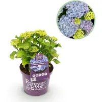 Green Boutiq - Terrasplant - Hortensia - Hydrangea Forever & Ever - Blauw - 7-12 Bloemen - Pot 23cm Hoogte 55cm