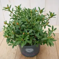 Warentuin Collection Bloombux Rhododendron Micranthum 25 cm roze bloem