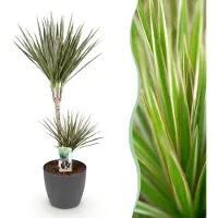 Green Boutiq - Kamerplanten - Dracaena Marginata Bicolor - Drakenbloedboom - Weinig onderhoud - Groen - 1 Plant - met Potter Grijs - Pot 21cm - Hoogte 90-100cm