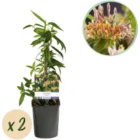 Green Boutiq - 2x Lonicera henryi - Henrys kamperfoelie - Geel - Rood - Klimplant - Ø9cm - 35cm