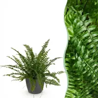 Green Boutiq - Kamerplant - Nephrolepsis exaltata Green Lady - Varen - Huisdiervriendelijke Plant - Groen - 1 Plant - met Potter Grijs - Pot 12cm - Hoogte 25cm