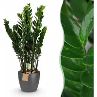 Green Boutiq - Kamerplant - ZZ-plant - Zamioculcas Zamiifolia - Groen - Weinig onderhoud - 1 Plant - met Potter Grijs - Pot 21cm - Hoogte 80 - 90cm
