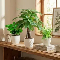 Green Boutiq - Mix van 3 Makkelijke Kamerplanten - Pachira Aquatica, Coffea Arabica, Chlorophytum - Groen - Weinig onderhoud - 3 Planten - met Potter Grijs - Pot 12 - 14cm - Hoogte 25 - 45cm