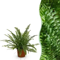 Green Boutiq - Kamerplant - Nephrolepsis exaltata Green Lady - Varen - Huisdiervriendelijke Plant - Groen - 1 Plant - Pot 12cm - Hoogte 25cm