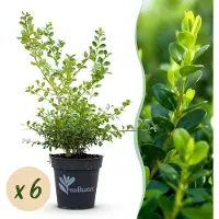 Green Boutiq - Buxus Haag - BetterBuxus Babylon Beauty - Resistant tegen de Buxus schimmel - 6 planten - 1 strekkende meter - pot 13cm hoogte 30-35