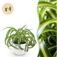 Green Boutiq - Kamerplant - Chlorophytum comosum Bonnie - Krullende Graslelie - Huisdiervriendelijke Plant - Groen - 4 Planten - met Potter Wit - Pot 12cm - Hoogte 20cm