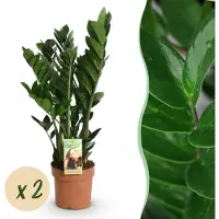 Green Boutiq - Kamerplanten - Zamioculcas - ZZ-plant - Weinig onderhoud - Groen - 2 Planten - Pot 17cm - Hoogte 65-75cm