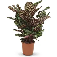 Green Boutiq - Kamerplant - Pauwenplant - Calathea Makoyana - Groen - Weinig onderhoud - 1 Plant - Pot 19cm - Hoogte 70cm