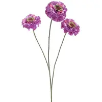Erutan avon - Zinnia elegans spray purple 60 cm