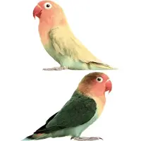 Kek Amsterdam muursticker lovebirds set van 2 17 x 23