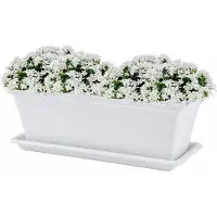 PlasticForte Plantenbak met water opvangschotel - wit - rechthoek - 50 x 18 x 15 cm - balkon - terras - kunststof