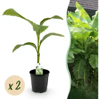 Green Boutiq - Fruitplant - Bananen plant - Musa Basjoo - Winterhard - 2 planten - Pot 17cm Hoogte 40cm