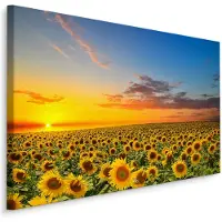 Karo-art Schilderij - Zonnebloemen veld bij zonsondergang, multi-gekleurd, 4 maten, premium print
