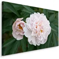 Karo-art Schilderij - Witte Pioen roos , print op canvas, premium print , Wanddecoratie