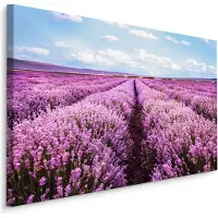 Karo-art Schilderij - Bloeiend Lavendel Veld, Paars/blauw, Premium Print