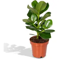 Everspring Clusia Princess Handtekeningboom - Ø 12 cm - Hoogte: 15 cm - Kamerplant