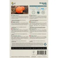Buzzy - Seeds pompoen amoro F1 6 zaden