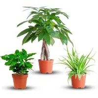 Green Boutiq - Mix van 3 Makkelijke Kamerplanten - Pachira Aquatica, Coffea Arabica, Chlorophytum - Groen - Weinig onderhoud - 3 Planten - Pot 12 - 14cm - Hoogte 25 - 45cm