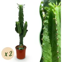 Green Boutiq - Kamerplant - Euphorbia eritrea - Afrikaanse melkboom - Cactus voor binnen - 2 Planten - Pot 19cm - Hoogte 70cm