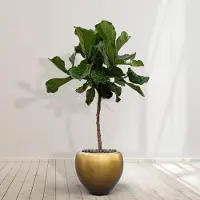 Green bubble Combideal - Ficus Lyrata stam inclusief zelfwaterende pot Nora Matt Honey S - 160cm