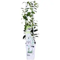 Hello Plants Trachelospermum Star of Venice Witte Sterjasmijn - Klimplant - Ø 15 cm - Hoogte: 65 cm
