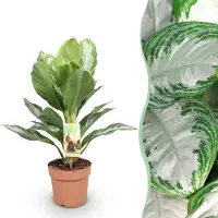Green Boutiq - Kamerplanten - Aglaonema Silver Bay - Zilverblad - Weinig onderhoud - Groen - 1 Plant - Pot 17cm - Hoogte 70-75cm