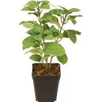 Viana Munt in Pot Kunstmatige Kruiden Groene Plant H24cm