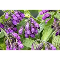 GRDplanten 6 x Symphytum officinale - Smeerwortel, Dolle Hondsbeien | 9×9 cm pot