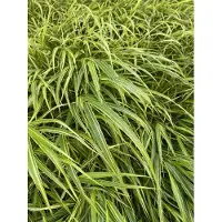 GRDplanten 6x Japans berggras - Hakonechloa macra 'Albostriata' | 9x9 cm pot