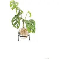 Winkee - Hydro Vase Flora