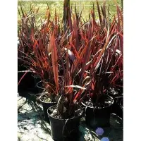 GRDplanten 1 x Phormium tenax 'Purpureum' - Nieuw Zeelands Vlas In pot 3 liter
