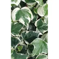 GRDplanten Hedera alg. 'Gloire de Marengo' - Klimop 50-60 cm | pot