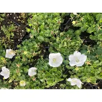 Brandless 6x Karpatenklokje - Campanula Carpatica 'White Clips' | 9x9 cm pot