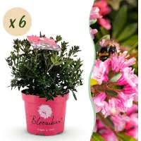 Green Boutiq - Dwerg Rhododendron - Rhododendron Bloombux Magenta - Bloeiende Buxus - Weinig Onderhoud - Roze Bloem - 6 Planten - Pot 17cm - Hoogte 30-40cm