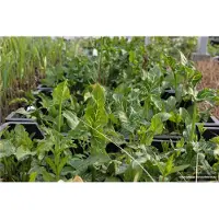 Brandless 6x Italiaanse Aronskelk - Arum italicum | 9x9 cm pot