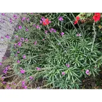 GRDplanten 6x Steenraket - Erysimum 'Bowles' Mauve' | 9x9 cm pot