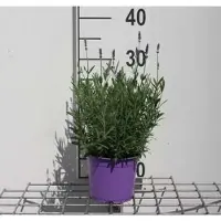 GRDplanten 2 x Lavandula ang. 'Hidcote' - Lavendel In pot 1.5 liter