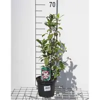 GRDplanten Viburnum tinus 'Gwenllian' - Sneeuwbal 25- 30 cm in pot