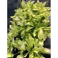 GRDplanten 6x Hartlelie, Funkia - - Hosta hybr. 'Royal Standard' | 9x9 cm pot