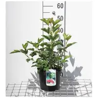 GRDplanten Viburnum op. 'Compactum' - Gelderse Roos 25- 30 cm in pot