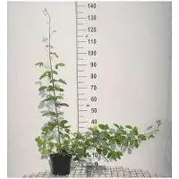 GRDplanten 2 x Laburnum anagyroides - Goudenregen, Gewone Goudenregen 40- 60 cm in pot
