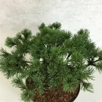 GRDplanten Pinus mugo 'Corley's Mat' - Bergden | 25-30 cm pot