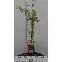GRDplanten Pyracantha hybr. 'Orange Glow' - Vuurdoorn50-60 cm | pot