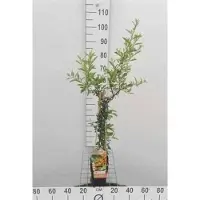 GRDplanten Pyracantha hybr. 'Soleil d'or' - Vuurdoorn 50-60 cm | pot
