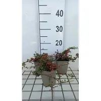 GRDplanten 12x Dwergmispel 'Streib's Findling' - Cotoneaster proc. 'Streib's Findling' | 9x9 cm pot