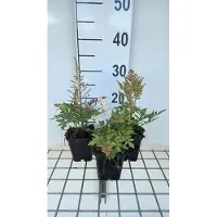 GRDplanten 6x Prachtspirea - Astilbe (a) 'Bumalda' | 9x9 cm pot