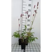 GRDplanten 6x Sanguisorba - Sanguisorba off. 'Blackthorn' | 9x9 cm pot