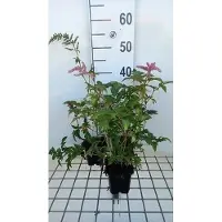 GRDplanten 6x Prachtspirea - Astilbe (a) 'Bressingham Beauty' | 9x9 cm pot